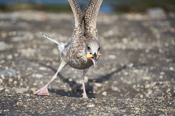 1 young seagull (Larinae) with yellow fries in beak. Animal with high stretched wings looking for...