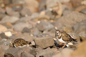 Ruddy turnstones Arenaria interpres. El Confital. La Isleta Protected Landscape. Las Palmas de Gran Canaria. Gran Canaria. Canary Islands. Spain.