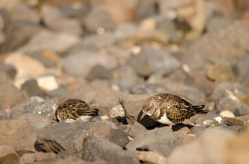 Ruddy turnstones Arenaria interpres. El Confital. La Isleta Protected Landscape. Las Palmas de Gran Canaria. Gran Canaria. Canary Islands. Spain.