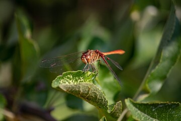 dragonfly on a leaf