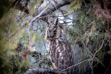 great horned owl in a tree