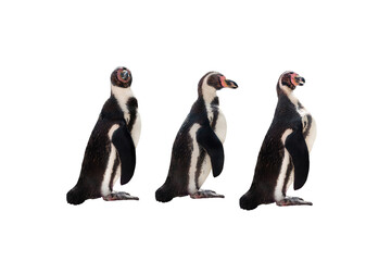 three penguin isolated on white