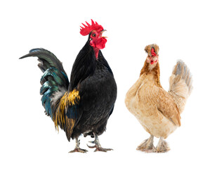 black rooster sings and brown chicken isolated on white background