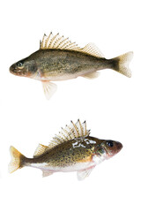 Fish ruff (Gymnocephalus cernuus) isolated