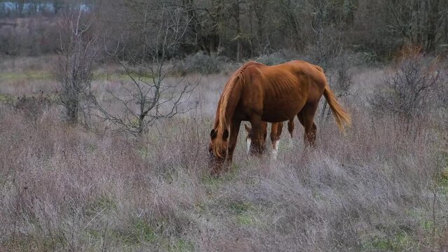 Horses graze in a spring meadow with green grass. Rural peaceful atmospheric landscape. Young brown horses are grazing in the pasture. The concept of village life, home breeding. Portrait of an animal