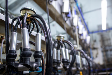 Obraz premium A farmer milks cows with a milking machine on a dairy farm