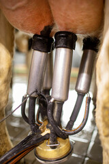 A farmer milks cows with a milking machine on a dairy farm © st.kolesnikov