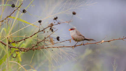 A common waxbill perched on a branch