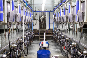 A farmer milks cows with a milking machine on a dairy farm