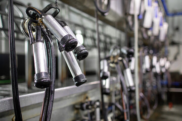 A farmer milks cows with a milking machine on a dairy farm