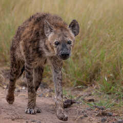 a wet spotted hyena on the move