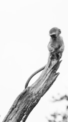 Baby vervet monkey in black and white