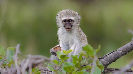 a cute baby vervet monkey