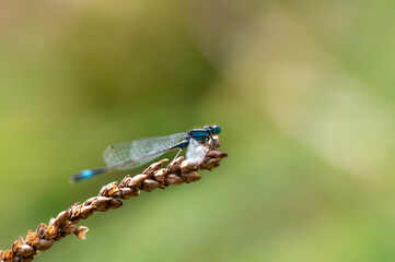 Libelle,  sitzt auf einem Zweig und sonnt sich. Der Hintergrund ist unschraf