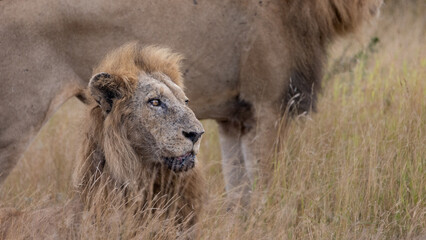 Two mature male lions in the wild