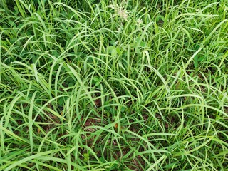 green grass background