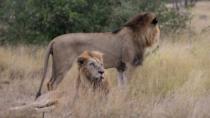 Fototapeta na wymiar Two mature male lions in the wild