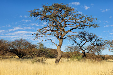 An African camel-thorn tree (Vachellia erioloba) in open savannah, South Africa.