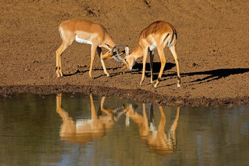 Two male impala antelopes (Aepyceros melampus) fighting with reflection in water, South Africa.