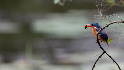 A Malachite kingfisher with the catch of the day