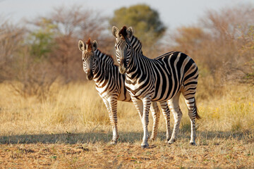 Two plains zebras (Equus burchelli) in natural habitat, South Africa.