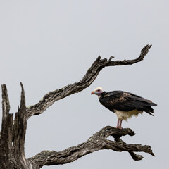 a white headed vulture sitting in a tree