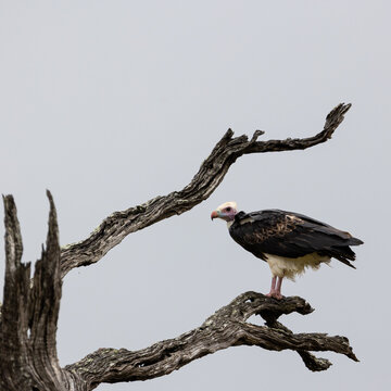 A White Headed Vulture Sitting In A Tree
