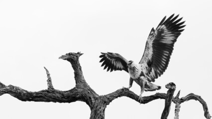 Juvenile Fish eagle landing in a tree