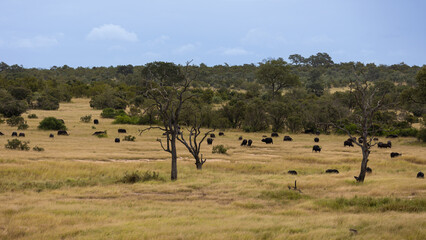 a herd of cape buffalo