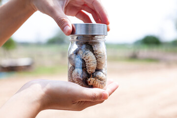 Beetle larvae in a glass jar