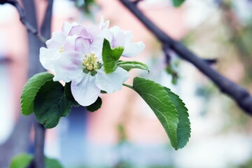 Blooming branches of an apple tree against the backdrop of nature, spring flowers, natural environment