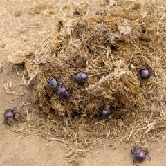 Purple dung beetles working in elephant dung