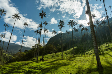 Wax palms in Cocora Park, Salento, Colombia