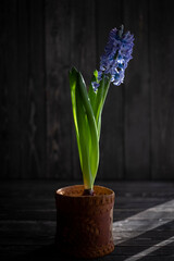 geacinth or hyacinth flower on dark wooden background, symbol of spring