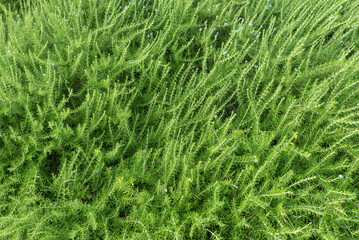 wild rosemary green bush