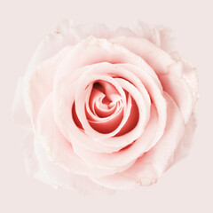 Macro fresh rose, pink background
