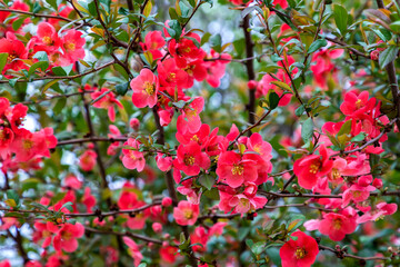 Obraz premium Flowering spring tree. Seasonal floral nature background. Spring composition.