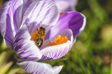 A honeybee gathering pollen in a crocus Pickwick flower.