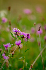 Cornflowers close-up in green grass. Field with cornflowers. Blue flower summer background.