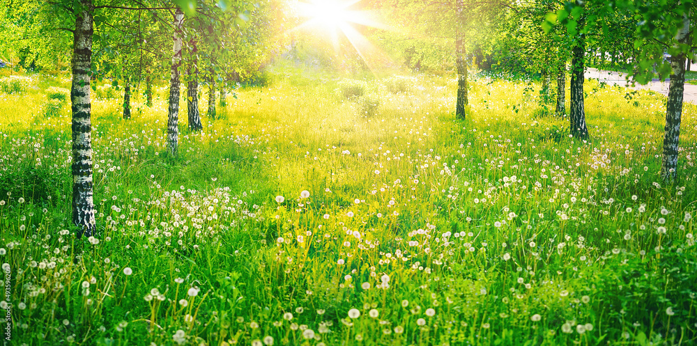 Poster birch grove in spring on sunny day with beautiful carpet of juicy green young grass and dandelions i