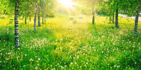 Berkenbos in het voorjaar op zonnige dag met prachtig tapijt van sappig groen jong gras en paardebloemen in zonnestralen. Lente natuurlijke landschap achtergrond.
