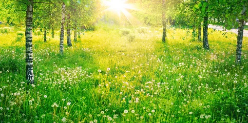 Photo sur Aluminium Bouleau Bosquet de bouleaux au printemps par une journée ensoleillée avec un beau tapis de jeunes herbes vertes juteuses et de pissenlits dans les rayons du soleil. Fond de paysage naturel de printemps.