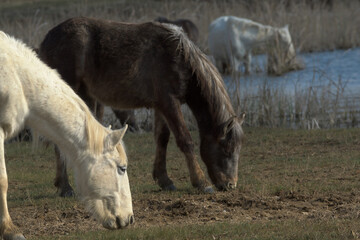 Horses "Equus ferus caballus" in wetlands, Aiguamolls de l'Empordà Natural Park.