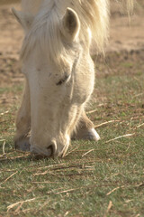 close-up of the horse 