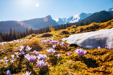 Alpine meadows are covered crocus flowers on spring High Tatras mountains. Zakopane, Poland.