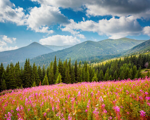 Splendid summer scene of mountains on a sunny day. Carpathian mountains, Ukraine.