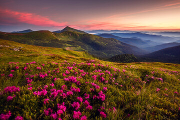 Plakat Attractive summer sunset with pink rhododendron flowers. Carpathian mountains, Ukraine.