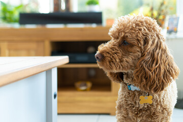 Close-up of a young pure-bred miniature poodle seen near her profile while wandering in a conservatory setting.