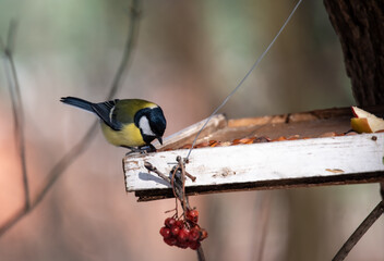 big tit in the bird feeder