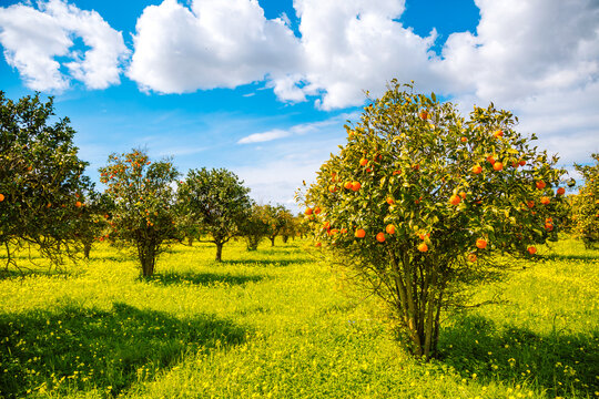 Perfect view of ripe juicy mandarin oranges in garden on tree branches.